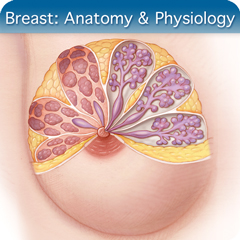 Anatomy & Physiology Module: Breast Module