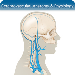 Anatomy & Physiology Module: Cerebrovascular