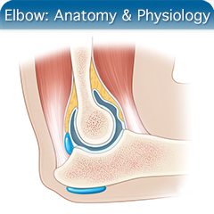 Anatomy & Physiology Module: Elbow