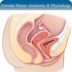 Anatomy & Physiology Module: Female Pelvis Module