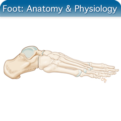 Anatomy & Physiology Module: Foot Module