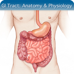 Anatomy & Physiology Module: GI Tract Module