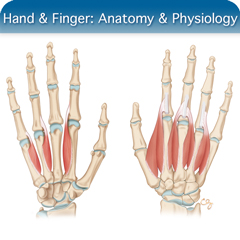 Anatomy & Physiology Module: Hand and Finger Module