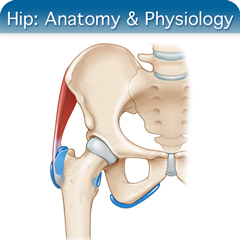 Anatomy & Physiology Module: Hip Module