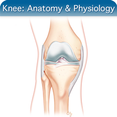 Anatomy & Physiology Module: The Knee Module