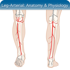 Anatomy & Physiology Module: Leg Arterial Module