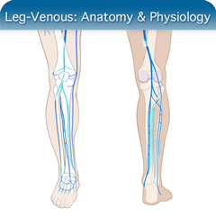 Anatomy & Physiology Module: Leg Venous Module