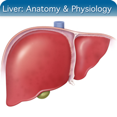 Anatomy & Physiology Module: Liver Module