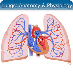 Anatomy & Physiology Module: Lungs Module