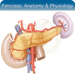 Anatomy & Physiology Module: Pancreas Module