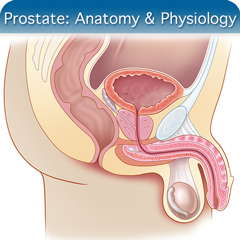 Anatomy & Physiology Module: Prostate Module
