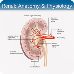 Anatomy & Physiology Module: Renal Module
