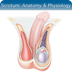 Anatomy & Physiology Module: Scrotum Module