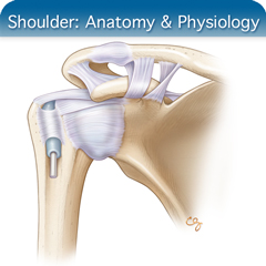 Anatomy & Physiology Module: Shoulder Module