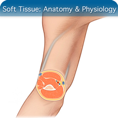 Anatomy & Physiology Module: Soft Tissue Module