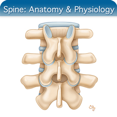 Anatomy & Physiology Module: Spine Module