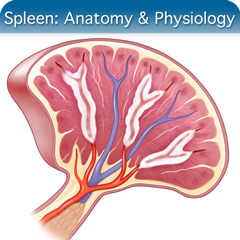Anatomy & Physiology Module: Spleen Modules