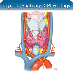 Anatomy & Physiology Module: Thyroid Module