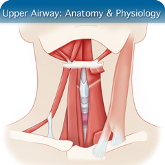 Anatomy & Physiology Module: Upper Airway Module