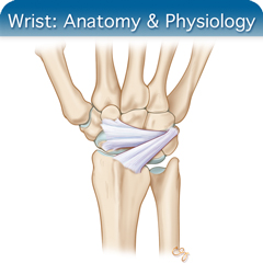 Anatomy & Physiology Module: Wrist Module