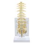 Sacrum -T8 Spine Model