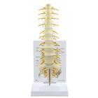 Sacrum -T8 Spine Model