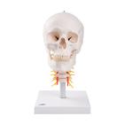 Human Skull Model on Cervical Spine, 4 part