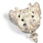 Sacrum and Coccyx