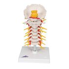 Cervical Spinal Column