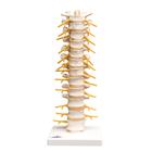 Thoracic Spinal Column