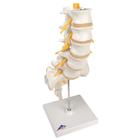 Lumbar Spinal Column