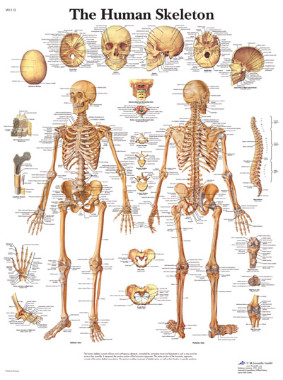 human anatomy chart. ANATOMICAL MODELS AND CHARTS