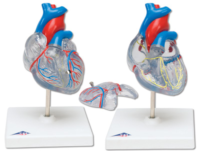 Classic Heart with Conducting conducting system of heart. Classic Heart with Conducting