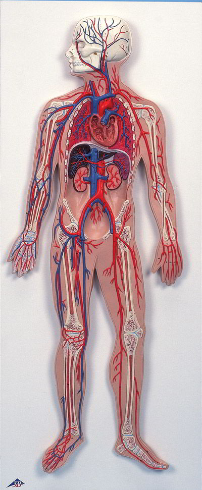 human circulatory system heart. Circulatory System