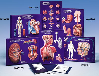 circulatory system images. Circulatory System Model