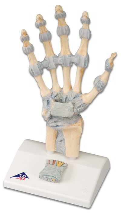 Hand Skeleton Model with