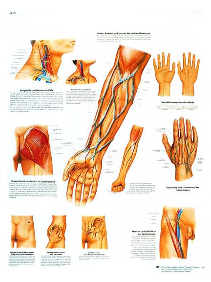 and nerve pathways chart