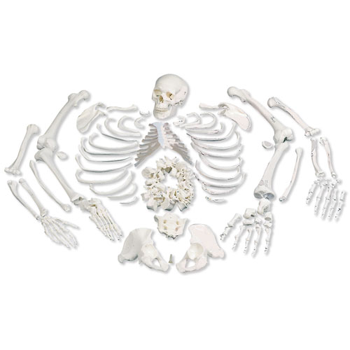 human skeleton cartoon. human skeleton hand.