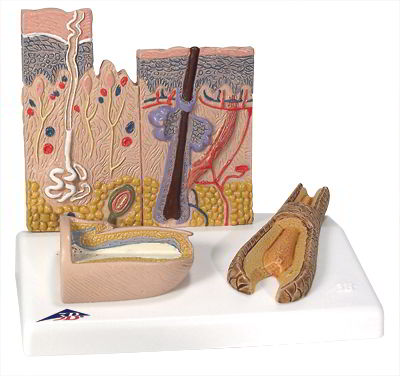 Skin, Hair and Nail Microscopic Structures Skin, Hair and Nail Microscopic Structures