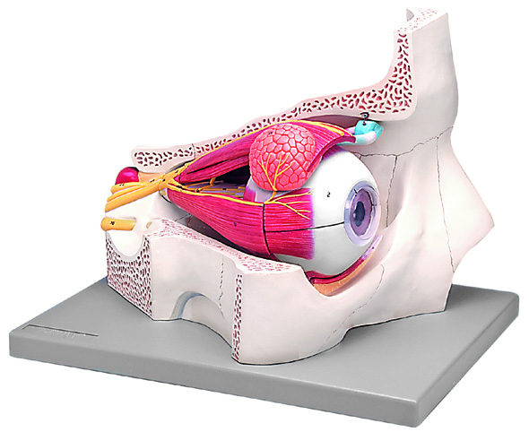 Orbit Eye