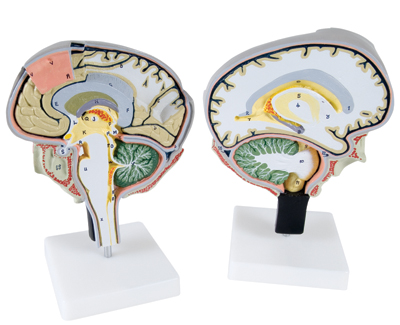 Brain Section Model with Medial and Sagittal Cuts