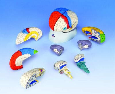Anatomical Brain Model