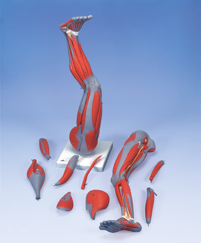 Muscle Leg muscles of leg. Muscle Leg