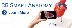 3b smart anatomy_13