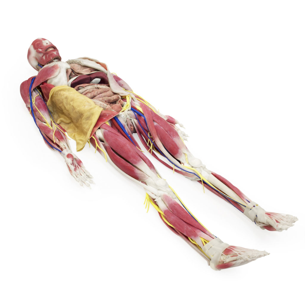 Anatomical Model