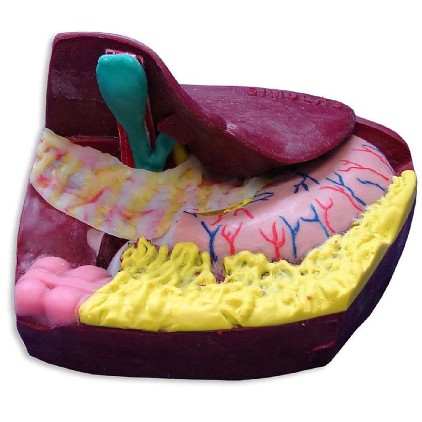 Common Bile Duct Exploration Model