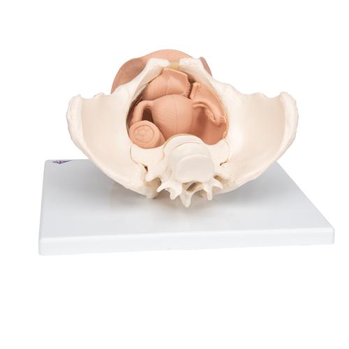 Female-Pelvis-Skeleton-with-Genital-Organs-3-part-3B-Smart-Anatomy 2
