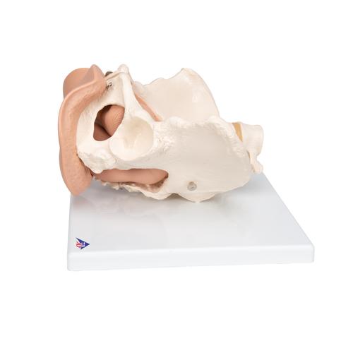 Female-Pelvis-Skeleton-with-Genital-Organs-3-part-3B-Smart-Anatomy 3