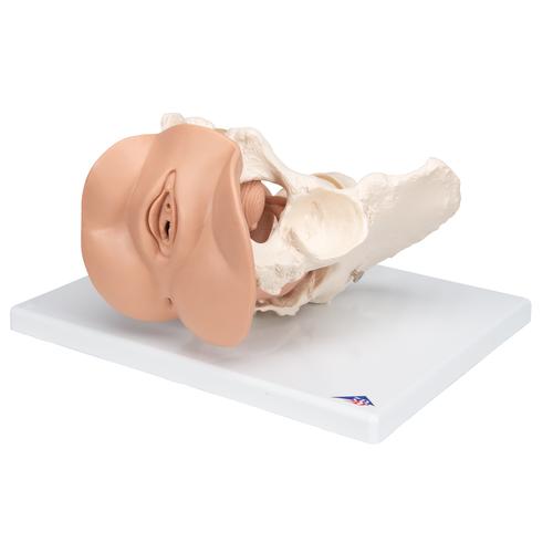 Female-Pelvis-Skeleton-with-Genital-Organs-3-part-3B-Smart-Anatomy 4