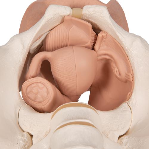 Female-Pelvis-Skeleton-with-Genital-Organs-3-part-3B-Smart-Anatomy 6